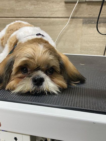 Sometimes the grooming table is just too comfy. Leo decided to melt right onto it for a quick rest.