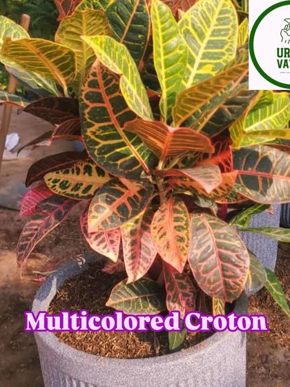 The Multicolored Croton is a burst of colour, with leaves that can feature shades of red, orange, yellow, and green.