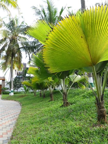 A row of Licuala grandis, or Ruffled Fan Palms, planted along a slope. Their unique, pleated leaves add a strong architectural element to any tropical garden design.