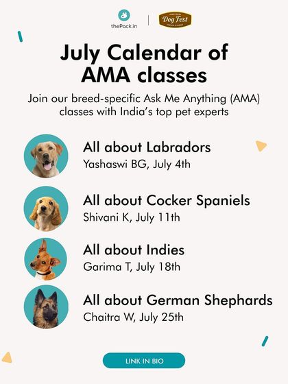 The Pack - Pet Parent Education & Workshops Expert-Led Online Masterclasses photo 43