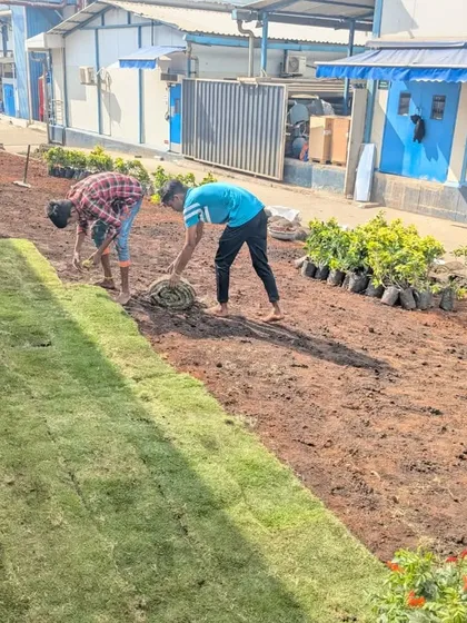 The transformation is underway. One half of the area is still bare soil while the other half is already covered in vibrant green turf.