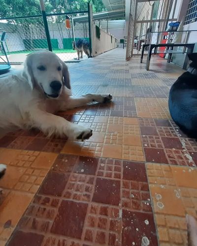 Pet Boarding