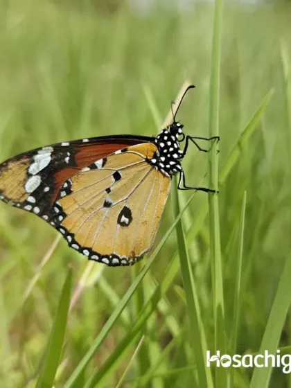 A butterfly rests on a blade of grass. With over 67 butterfly species recorded, our farms are a kaleidoscope of color, thanks to the diverse native plants we cultivate.