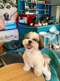 Dog-Friendly Café