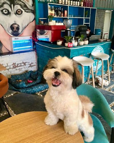 Dog-Friendly Café