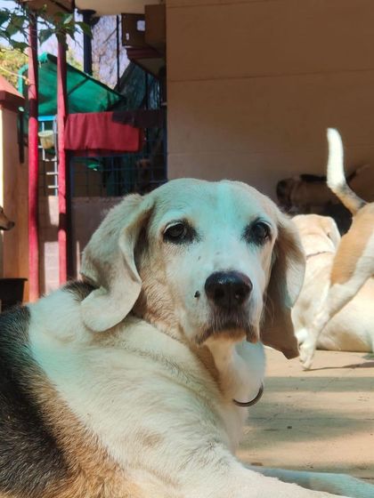 Stay - Dog Daycare Happy Faces of Stay photo 61