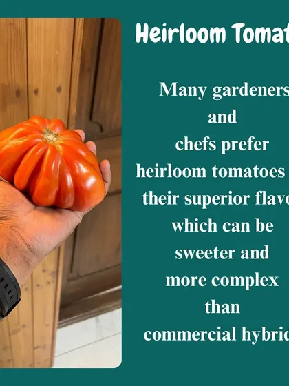 Many chefs and gardeners prefer heirloom tomatoes for their superior flavor, which is often sweeter and more complex than commercial hybrids. This one tastes as sweet as it looks.