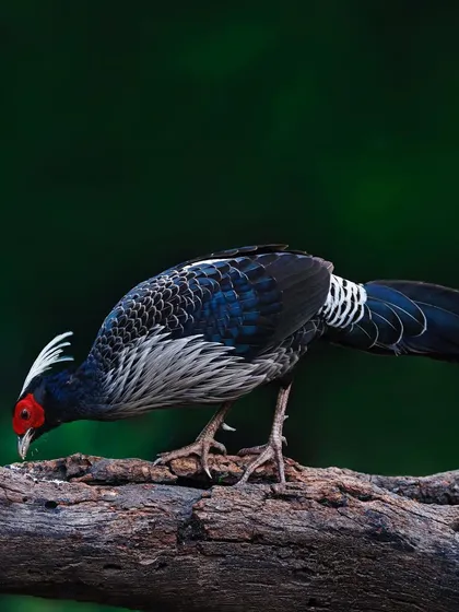 A male Khalij Pheasant forages on a log. The full-body shot shows the bird in its natural environment, carefully picking food from the bark.