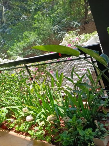 A thriving garden bed on a balcony overlooking a green landscape, showing how to create a layered garden feel.