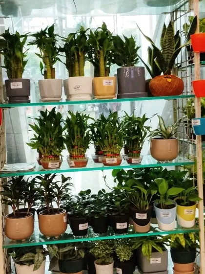 Shelves filled with lucky bamboo, snake plants, and other tabletop varieties at our Star Bazaar location. We offer something for every style and budget.