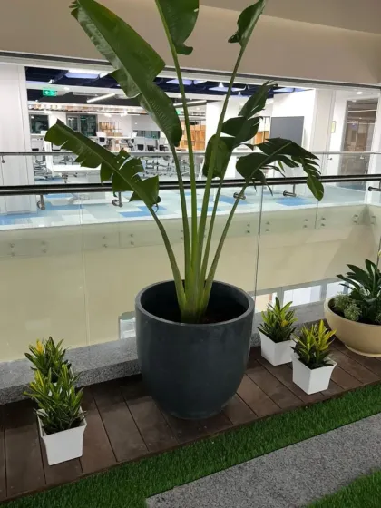 A large Bird of Paradise plant stands as a magnificent focal point on this office mezzanine. Its impressive height and tropical foliage create a dramatic statement in this open and airy corporate space.