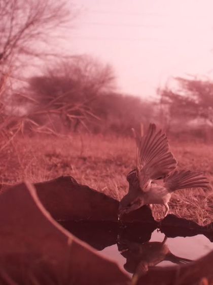 The unprocessed, reddish version of the sparrow photo, a result of using an infrared-modified camera.