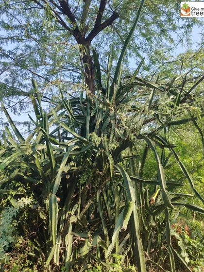 A Dragon Fruit cactus thrives among the native trees at our Arayna site. We sometimes experiment with planting fruiting species that are well-suited to the climate, adding another layer of value to the forest.