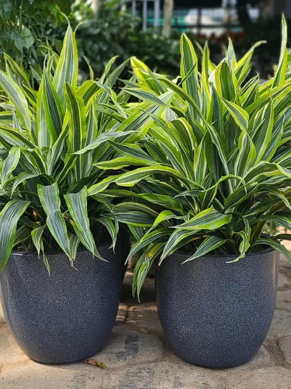 A pair of Dracaena plants thriving in modern, dark grey textured pots. This style is versatile and works well for framing a doorway or adding greenery to a patio, offering a durable and stylish solution for larger plants.