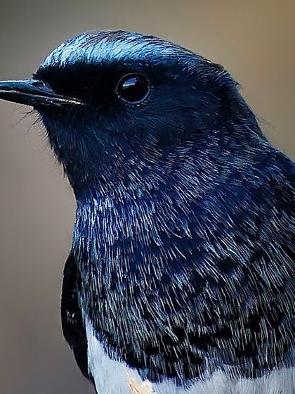 A close-up of a Blue-capped Redstart. The shot captures the subtle sheen on its dark blue plumage and the fine texture of the feathers on its breast.