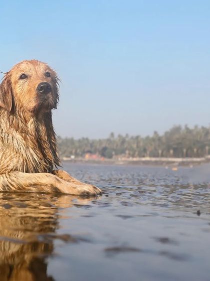 Sniff Stories - Pet Videography Paws, Splashes, and Muddy Noses photo 23