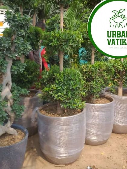 A collection of Ficus topiary and bonsai trees in matching grey pots, wrapped and ready for delivery.