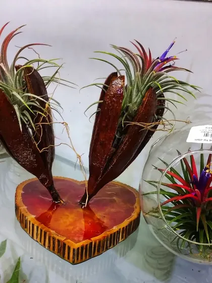 A closer look at our air plant arrangements. They thrive with a simple light water spray, making them a perfect, hassle-free gift for the holiday season.