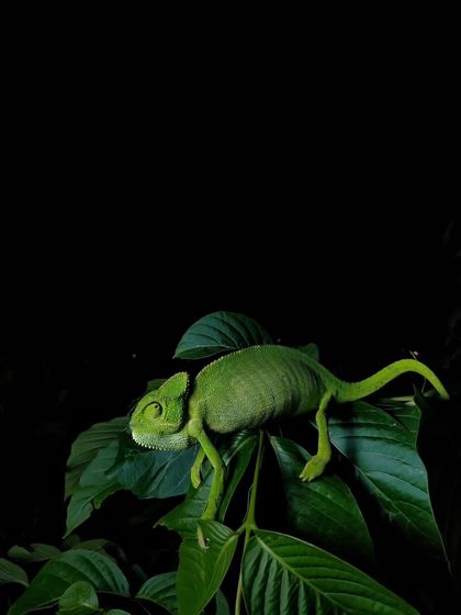 An Indian Chameleon on a large leaf at night. I started using my phone for wide-angle shots to move beyond simple portraits and show the animal's world.