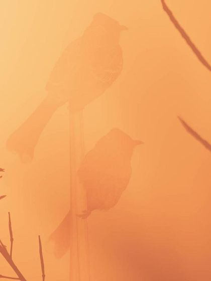 A double exposure of two Red-Vented Bulbuls. I layered four shots in-camera: the birds, an out-of-focus ground for depth, foreground stems, and flowers, all while adjusting the color temperature to emulate a warm, golden hour glow.