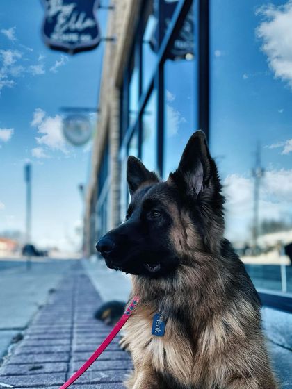 Tulsa Dog Trainer - Immersive Board & Train Programs Board & Train Graduates photo 85