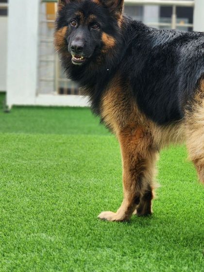 Meet Mighty Thor, a long-coat German Shepherd. He is as powerful and gentle as his name suggests.