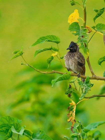 A Red-vented Bulbul sits among green leaves and a single yellow flower, creating a classic and colorful nature portrait.