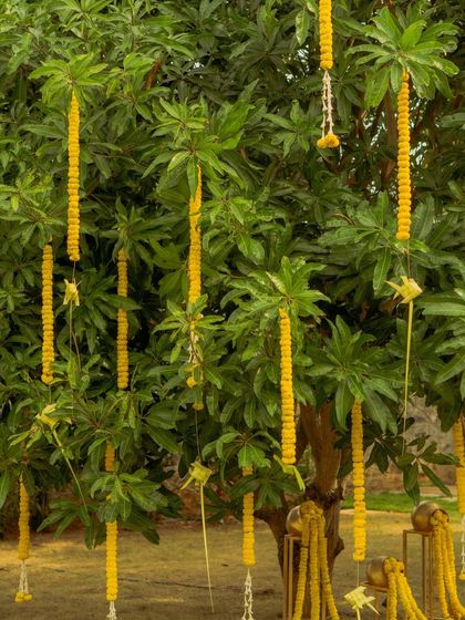 Using nature as part of the decor. Long garlands of marigolds hang from the branches of a mango tree, creating a simple yet stunning visual for an outdoor Haldi ceremony.