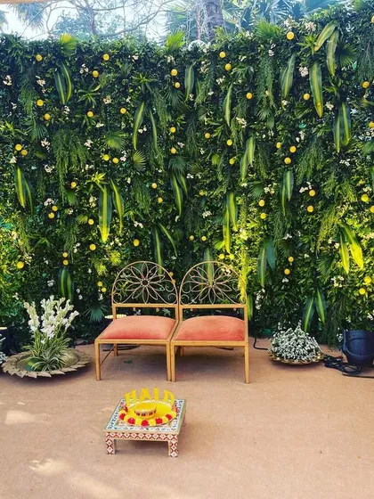 A lush green wall with pops of yellow flowers serves as a fresh and modern backdrop for this Haldi seating. The minimalist gold chairs complete the chic and elegant look.