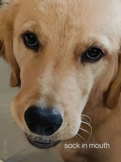 Aditi - In-Home Pet Sitting Meet the Whole Gang photo 10