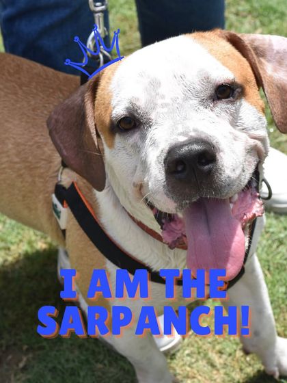 Every dog is a 'Sarpanch' at Bow Bow's Den. We love to see them happy, confident, and ruling the playground.