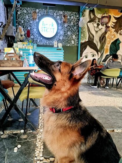 A majestic German Shepherd enjoying the cafe's ambiance. Our spacious layout allows even large breeds to be comfortable.