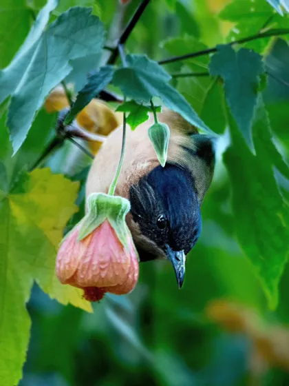 A Rufous Sibia peeks down at a flower, likely searching for nectar. We encourage guests to spend time observing the fascinating behaviors of the birds right outside their cottages.