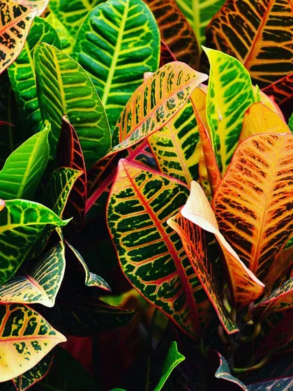 For a splash of vibrant color, we often use Croton plants. Their leaves come in a spectacular array of yellow, orange, red, and green, adding an exotic and fiery touch to our plant arrangements and vertical gardens.
