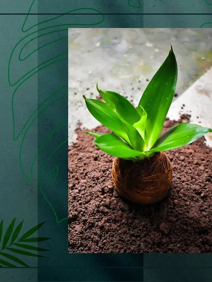 An EcoBall plant sits on a bed of rich soil, showcasing its natural, earthy, and self-contained design before being placed in a decorative container.