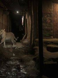 Conservation Storytelling & Visual Advocacy