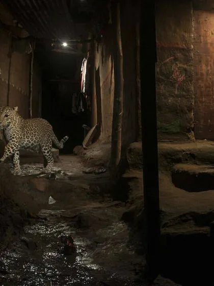 Captured in a narrow passage between Warli homes, a leopard moves through a space shared by humans. This award-winning image highlights the possibility of coexistence, a lesson the Warli people practice daily.
