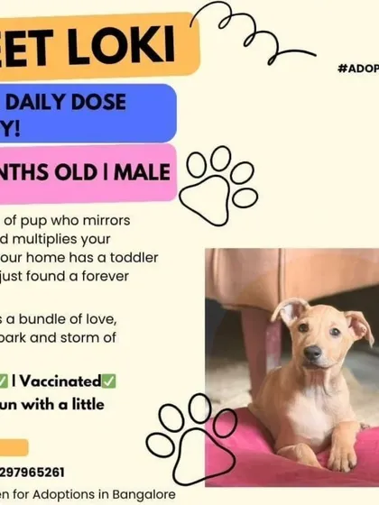 An adoption poster for Loki, a 2-month-old male pup described as a "daily dose of joy." He is vaccinated, dewormed, and great with kids.