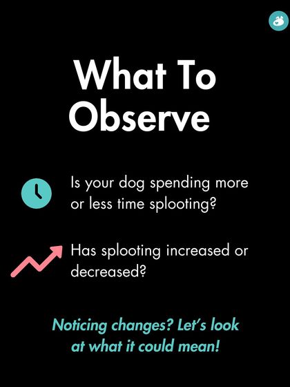 The Pack - Online Pet Parent Community Expert Advice You Can Trust photo 9