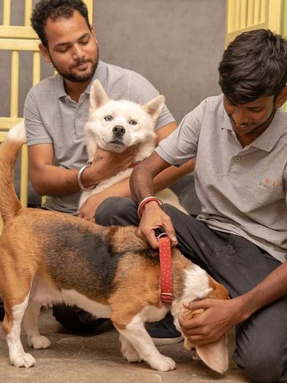 Our well-trained team members giving some love to a Beagle and a Spitz. We make sure every dog, whether they are in a suite or in the common area, gets plenty of human interaction.