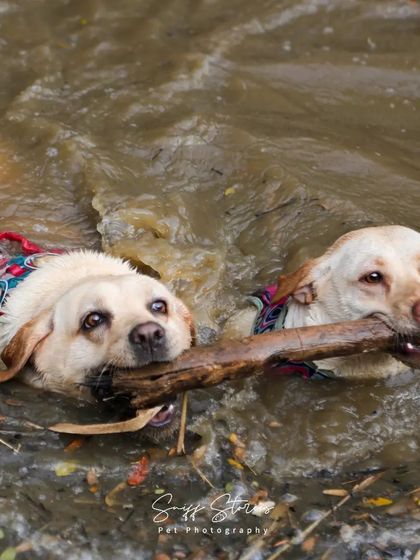 Sniff Stories - Pet Videography Paws, Splashes, and Muddy Noses photo 20
