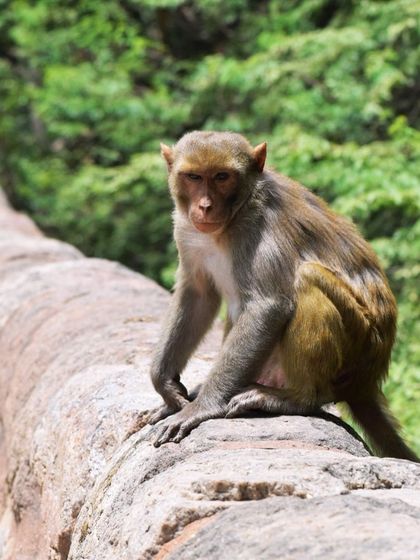 Manya Upadhyay - Travel & Documentary Photography Wildlife Encounters photo 39