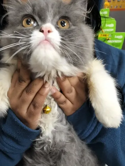 Here I am holding Chiku, making sure he feels secure. Notice the little bell on his collar, another fun accessory we have available in the clinic shop.