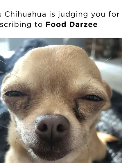This Chihuahua is judging you for not subscribing to Food Darzee. Even he knows better.