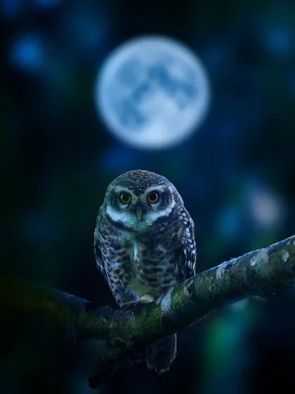 A spotted owlet under a full moon. This is an example of the creative and artistic photography we can explore. It required careful planning, patience, and an understanding of low-light settings to blend the subject and its environment into a single, magical narrative.