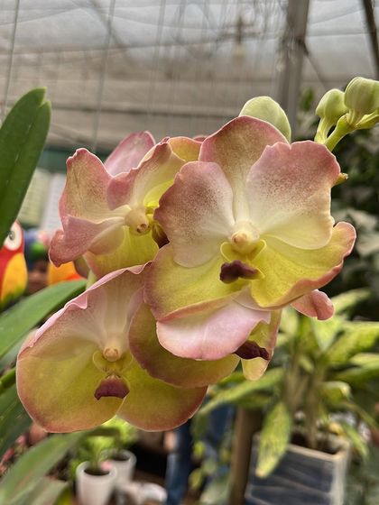 This Vanda orchid displays a beautiful gradient of soft pink and yellow. Our orchid collection is always updated with new and exciting varieties.