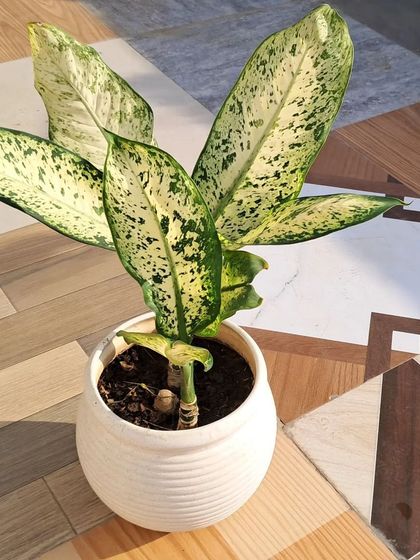 Bhardwaj - Urban Gardening Consultation Bringing Greenery Indoors photo 3