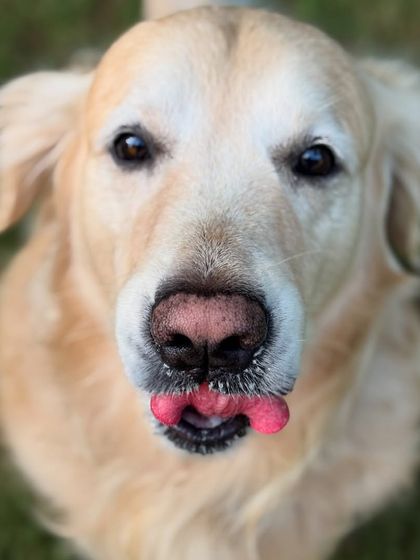 Max the Golden Retriever enjoying a tasty treat. That little bit of ice cream on his nose is just too cute.
