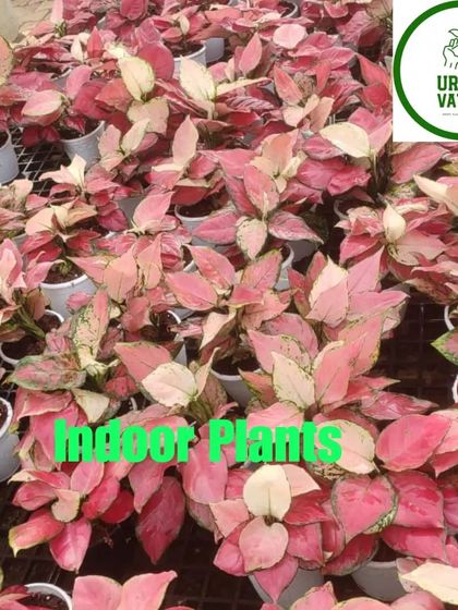 A large collection of pink Aglaonema plants, all healthy and vibrant.