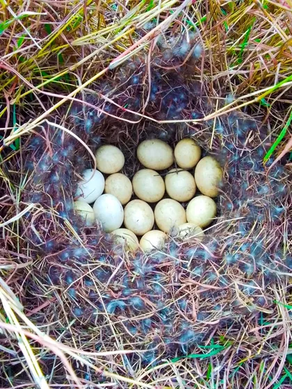 A rare and magical find at our Green Alpha farm: a nest of freshly laid peacock eggs. When nature chooses your farm to raise its young, you know you're doing something right.